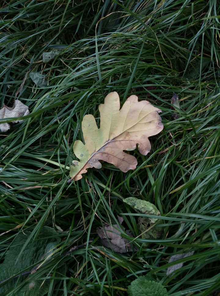 Leaf