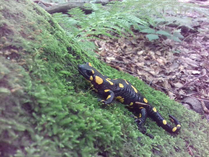 salamandra