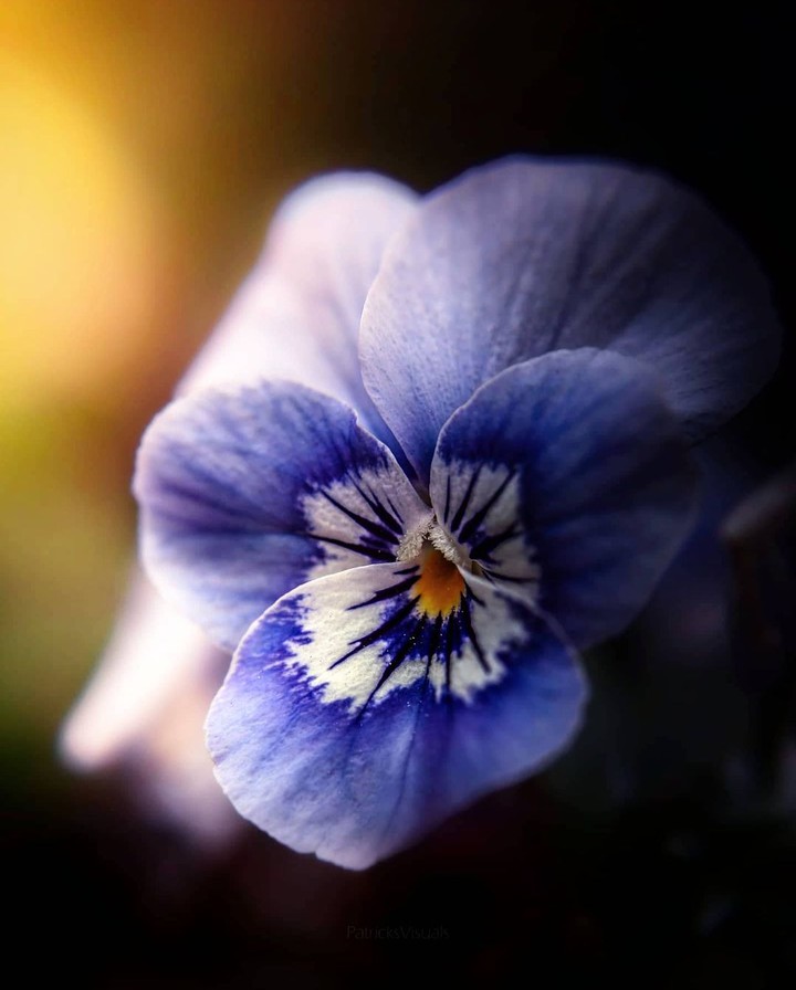 Pansies