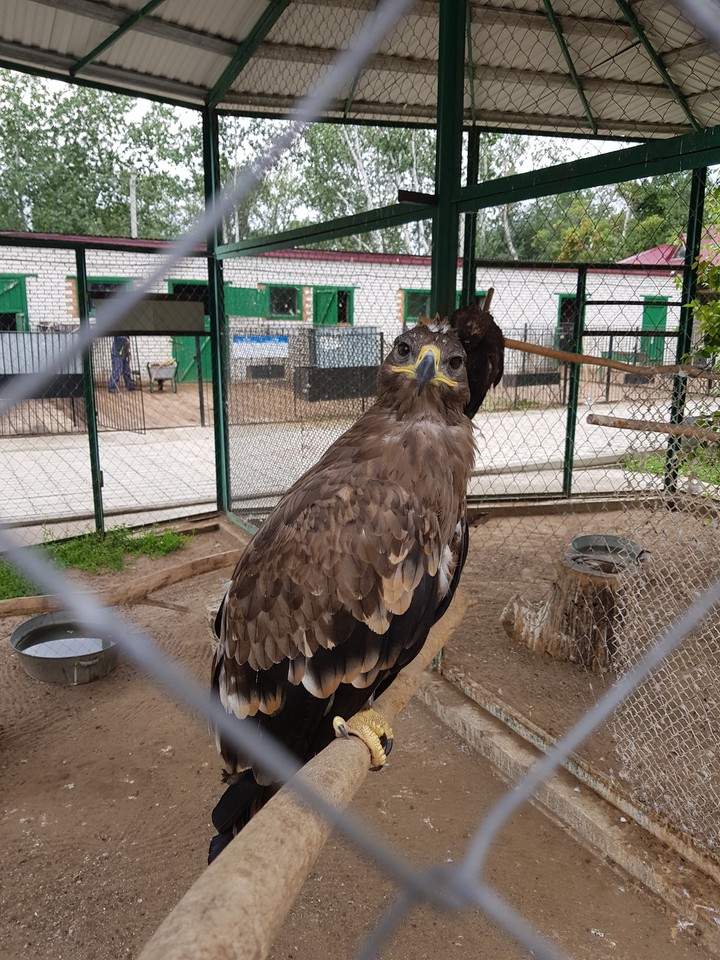 орел