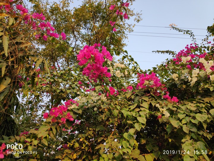 bougainvillea