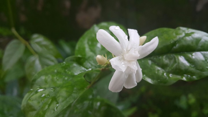 Jasmin from cam
