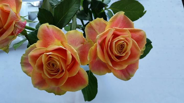 a rose is a rose is a rose... 