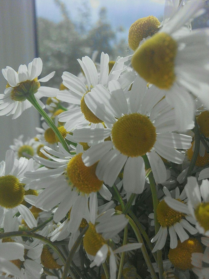 flowers