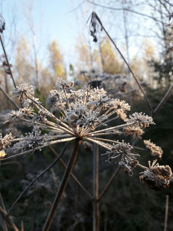 Estonian autumn 