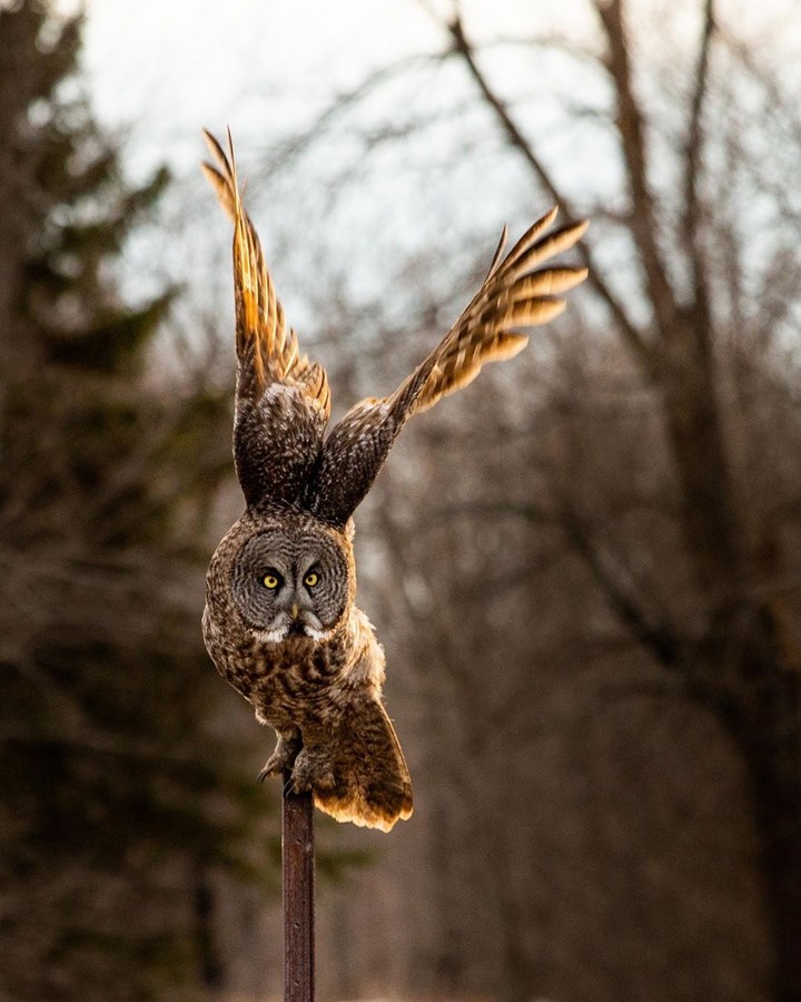 great gray owl