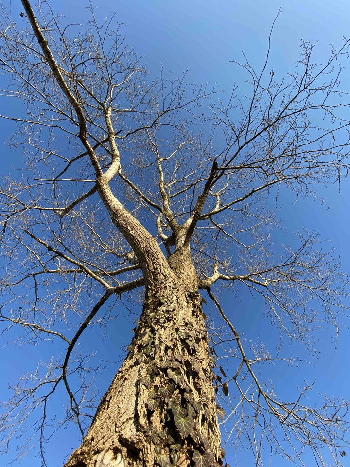 nature
