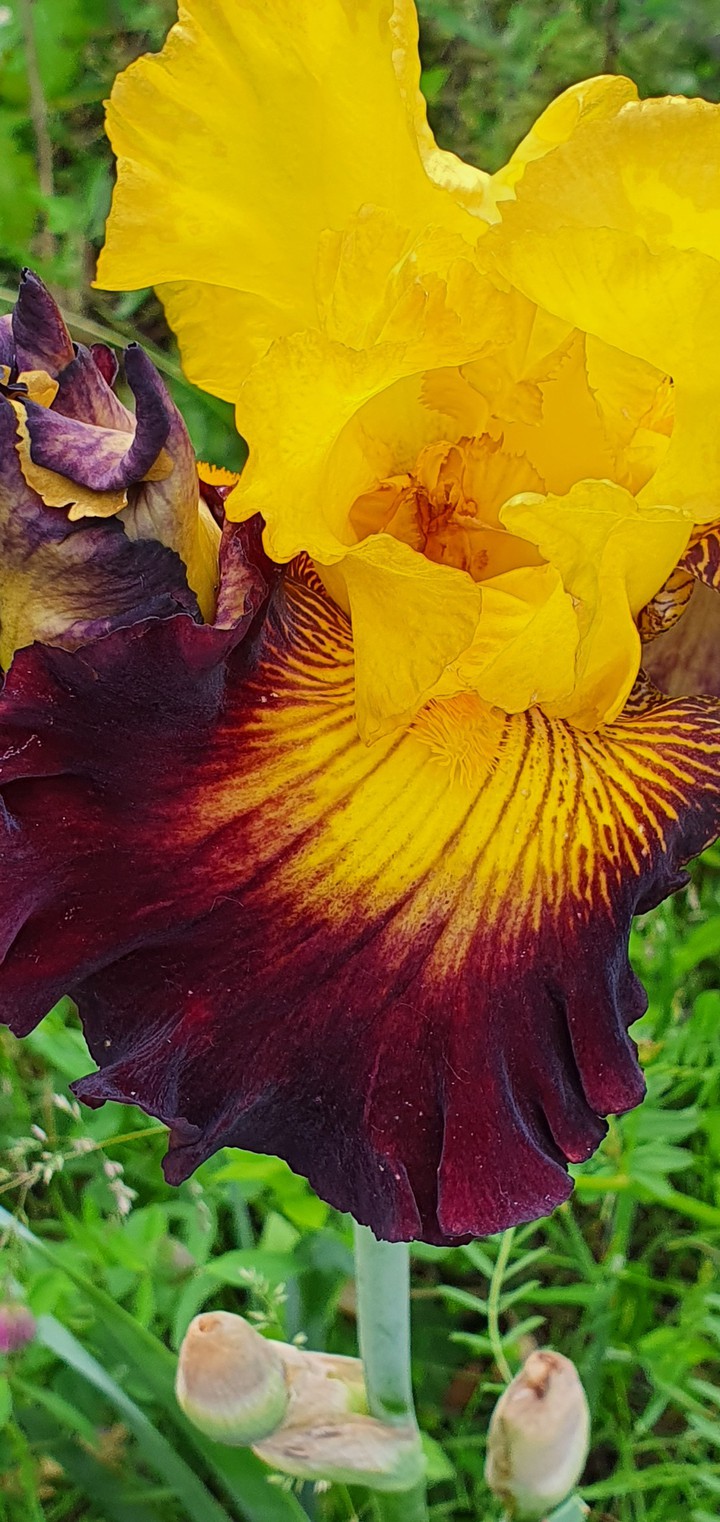 Iris