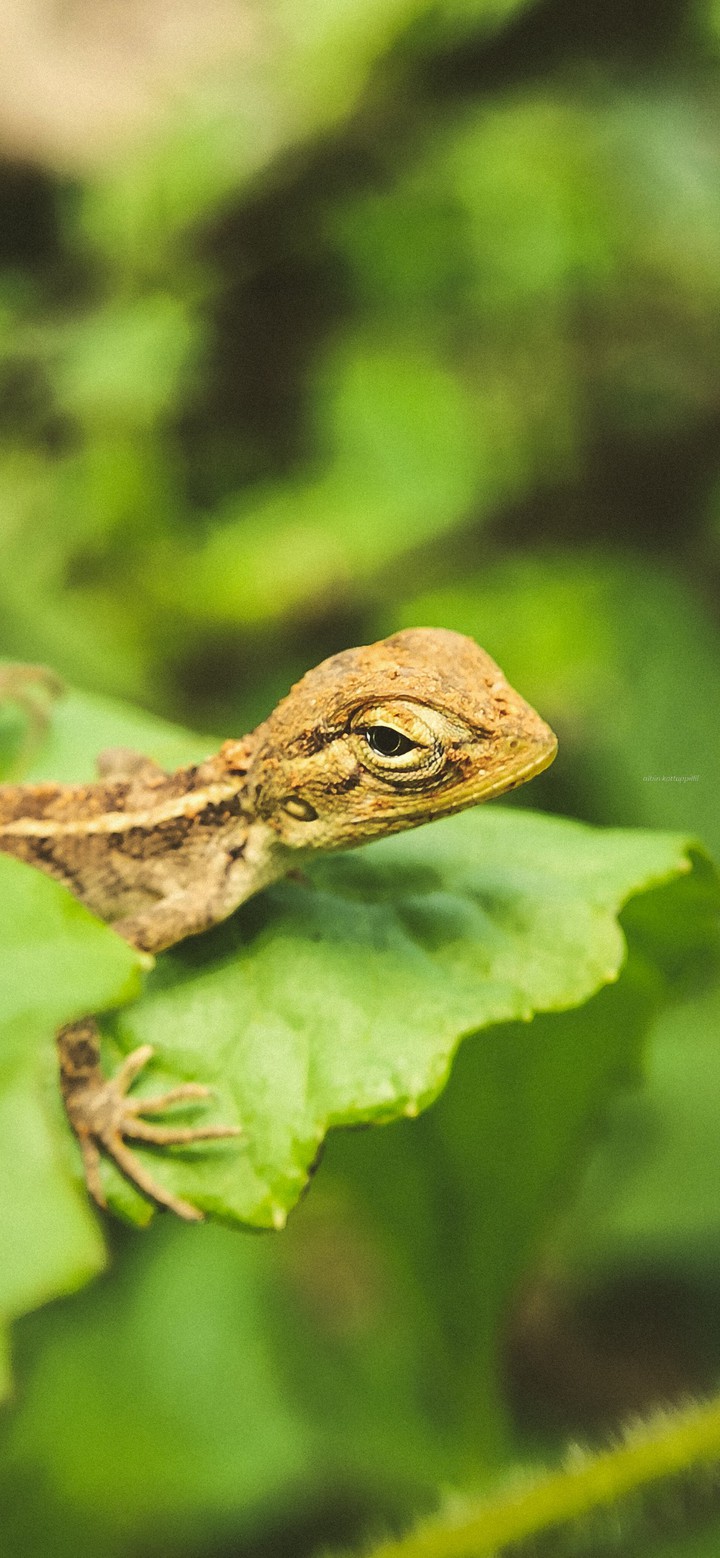 The Lizard