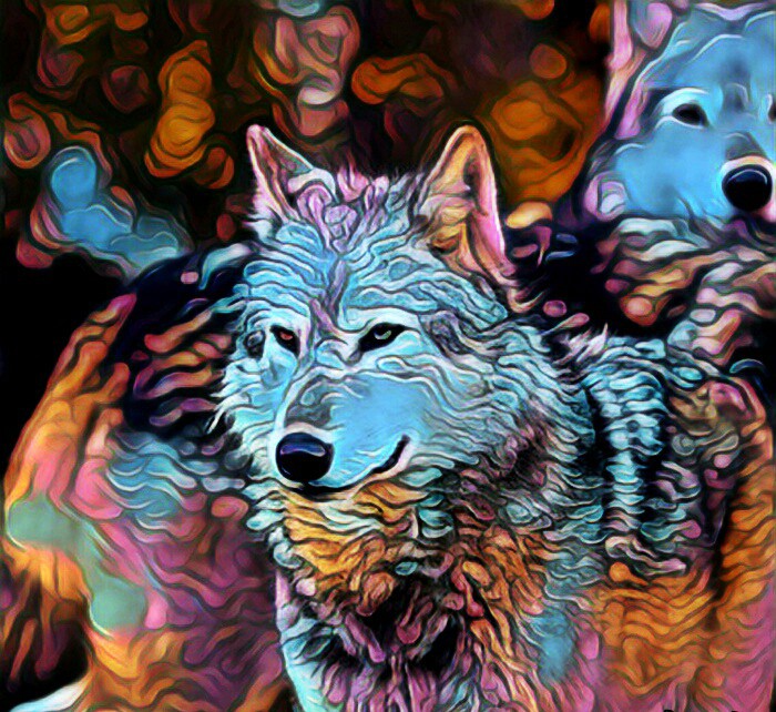 rainbow wolf