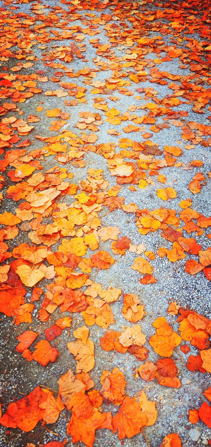 fall