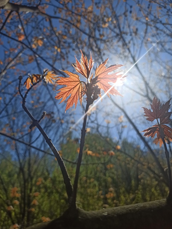 Spring time