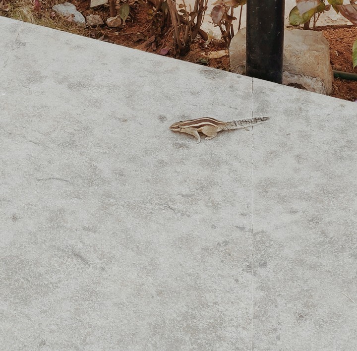 Squirrel