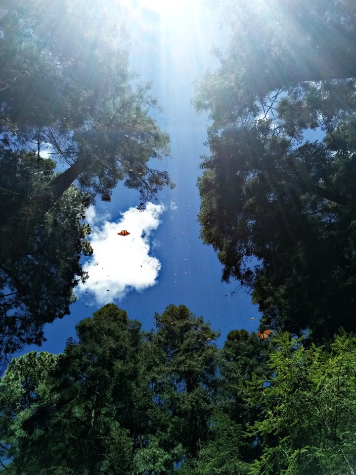 #tree #nature #butterfly #heaven #mariposa #arbol