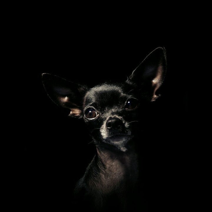 Tiere