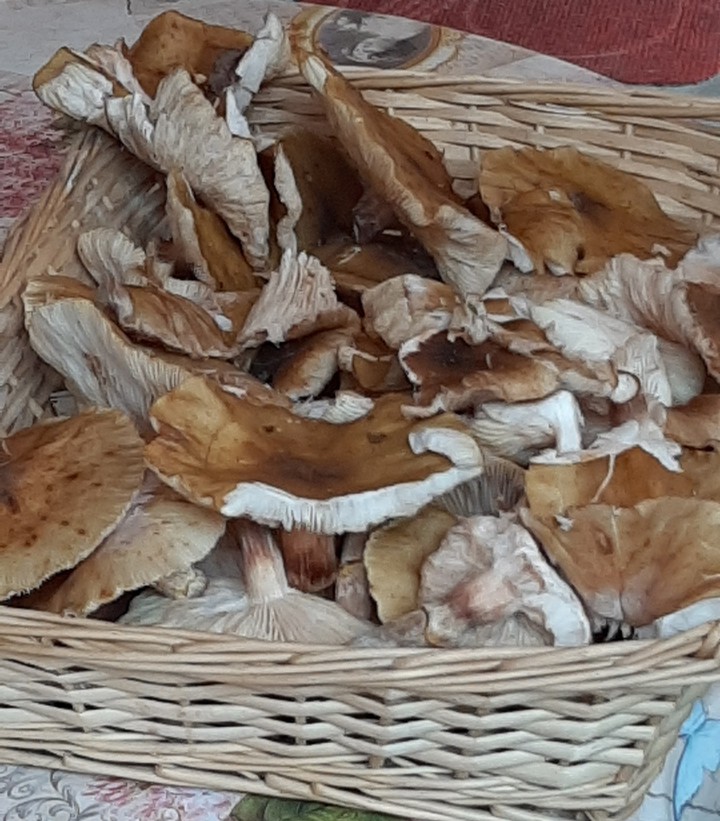 autumn - mushrooms??