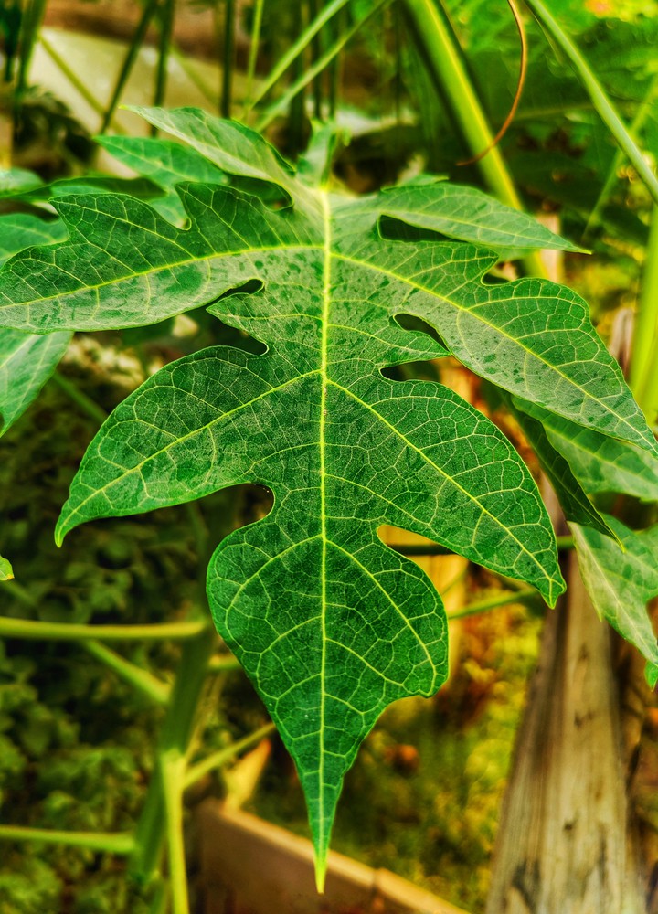 mountain payaya