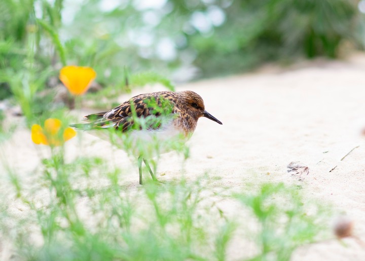 bird