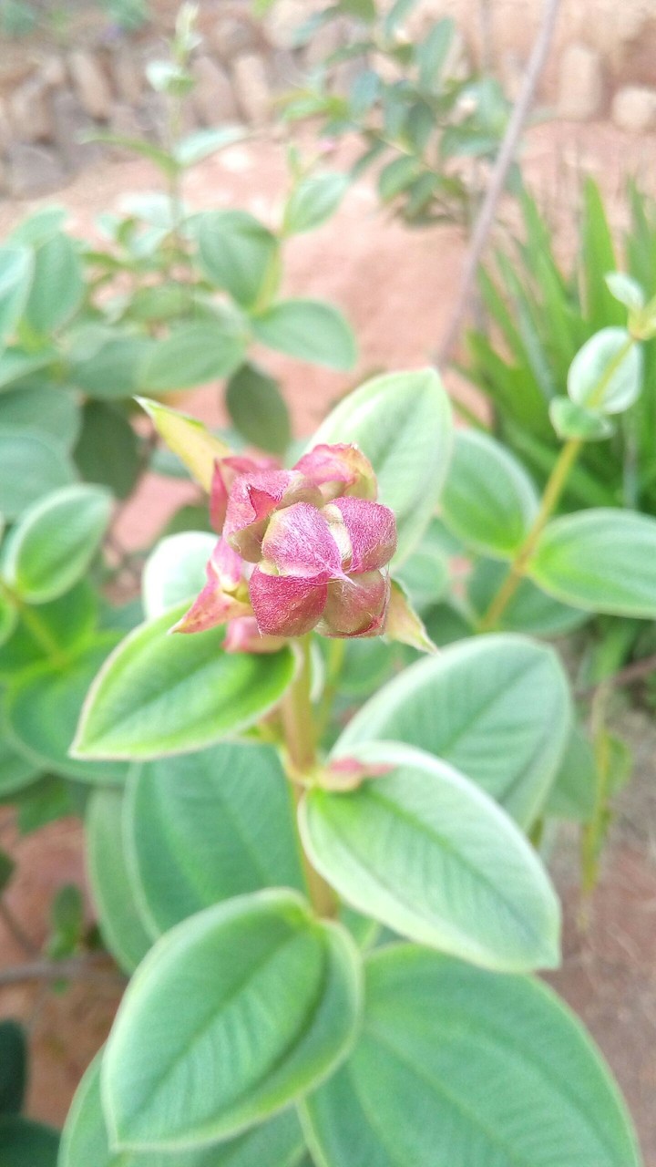 Brasil flowers