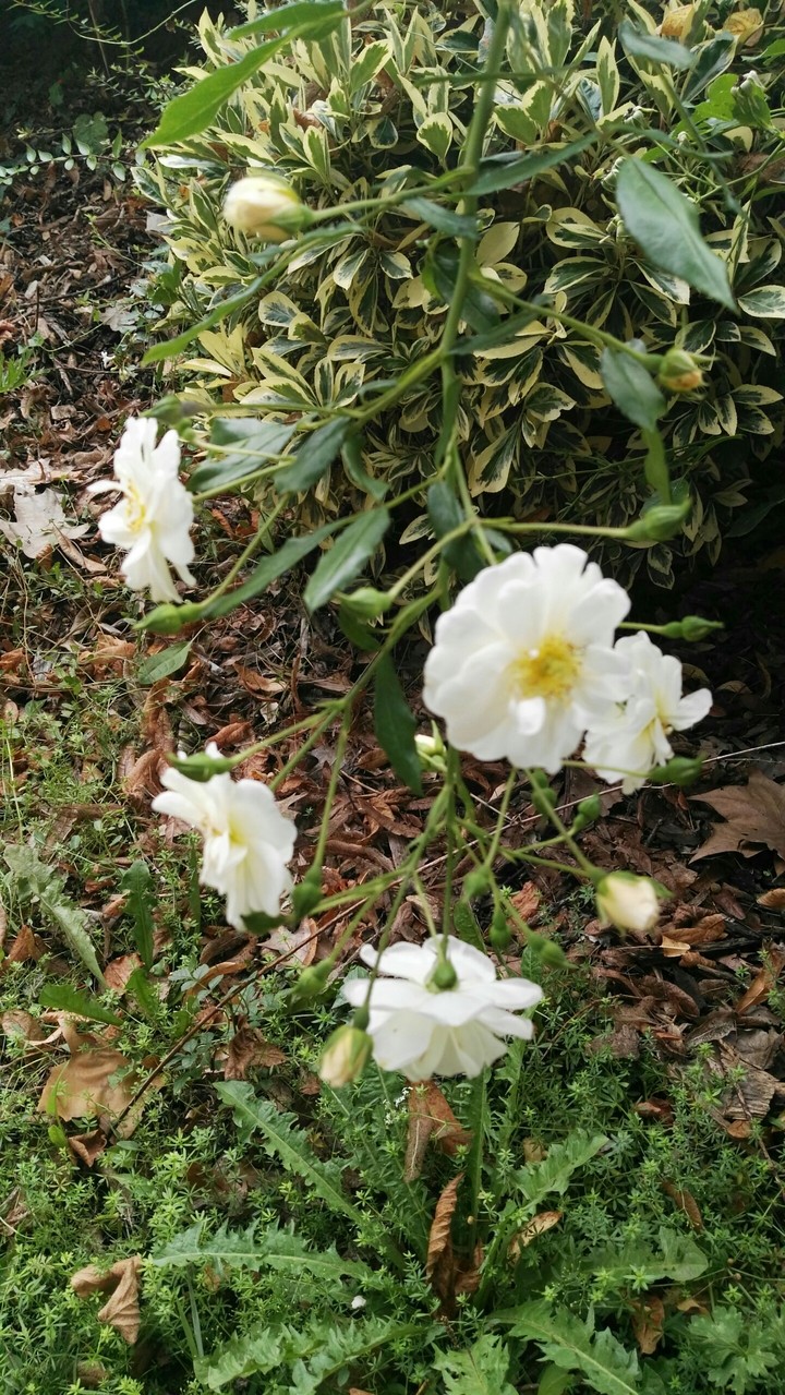 Flores