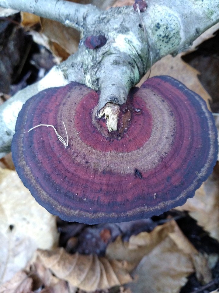 un fungo dai colori magnifici