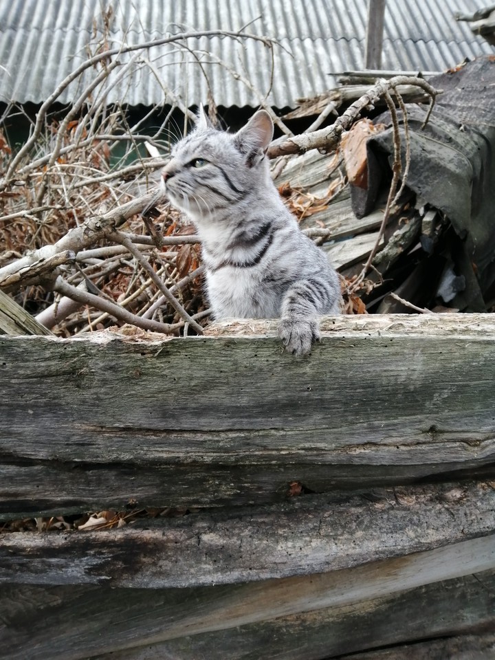 котик пухнастий