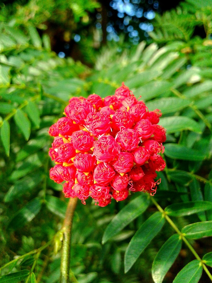 Flower