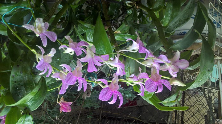 My orchids