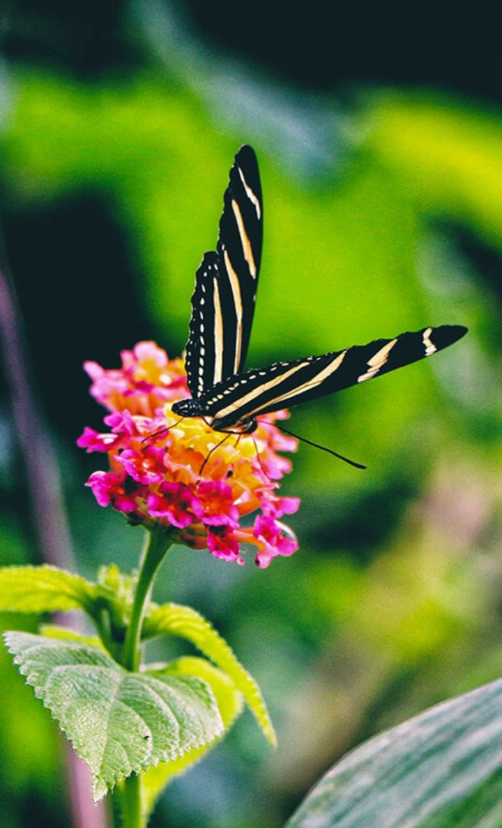 Butterfly...