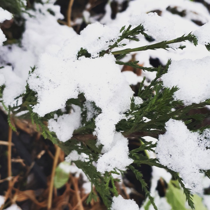 the first  snow