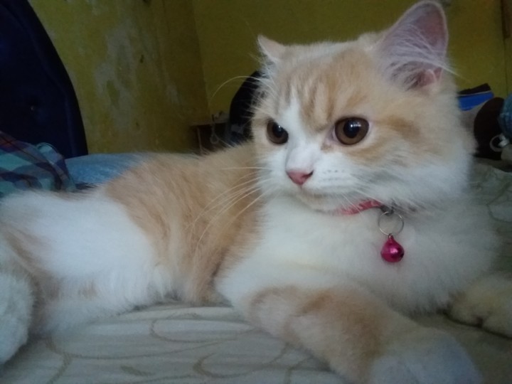 pet