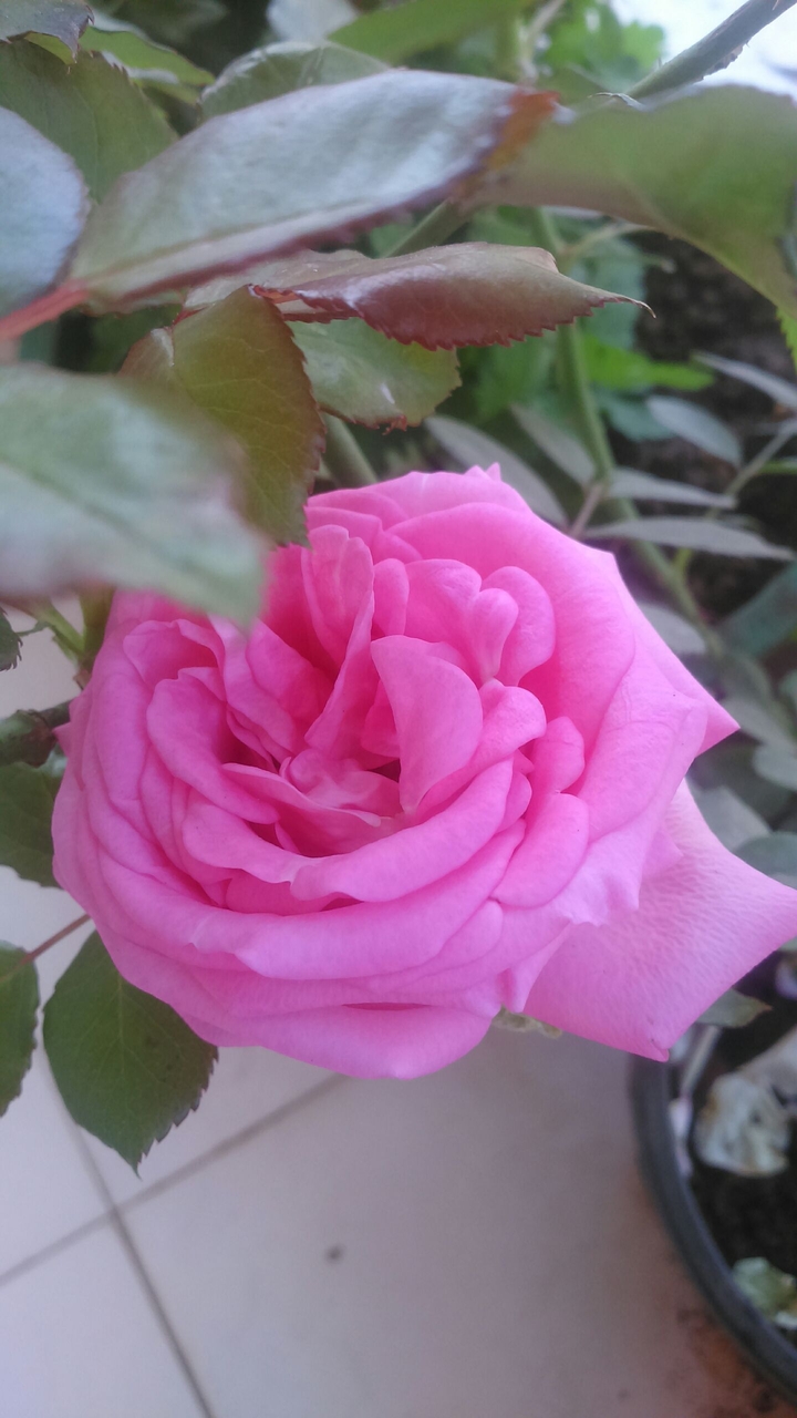Pink passion...