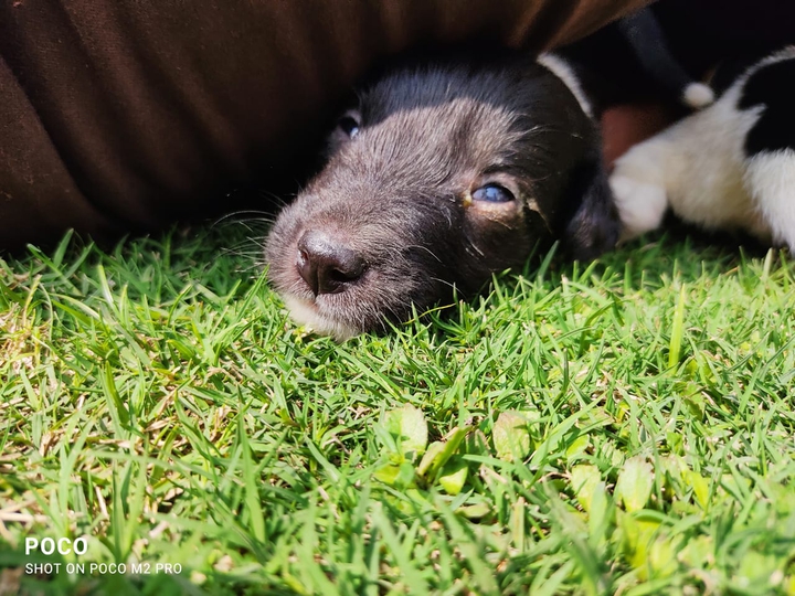 Dog