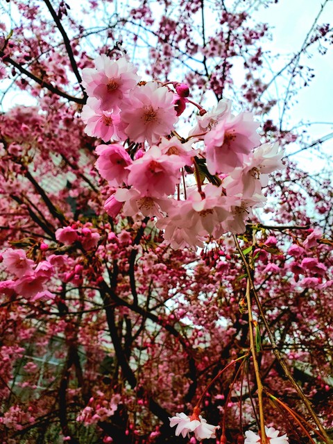 ταπετσαρίες twig, flower