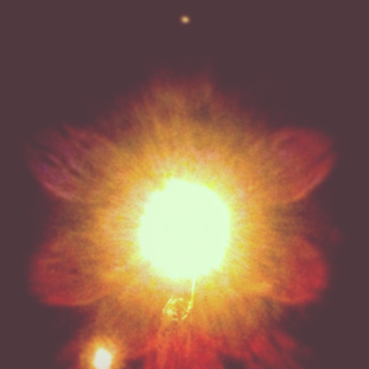 Flower or light? Make your choice