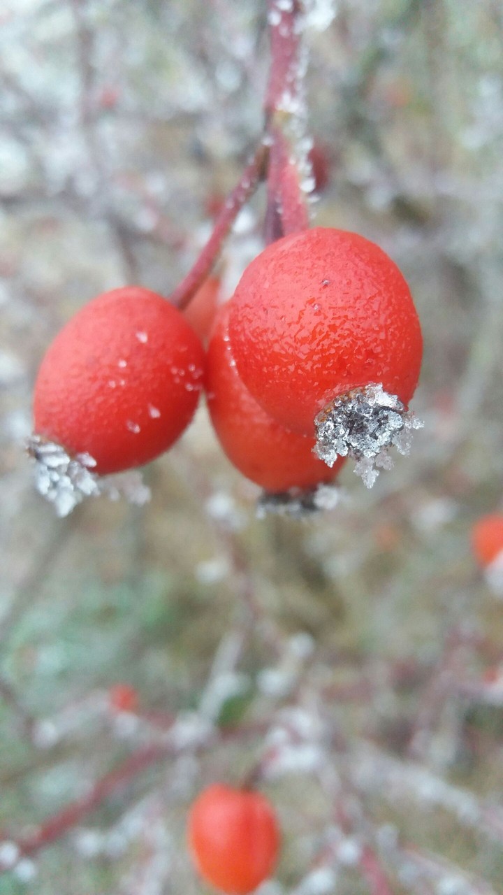 Red & Frost