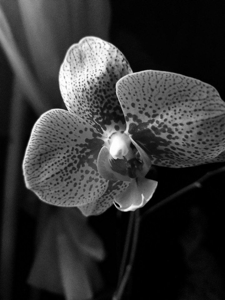 orchid