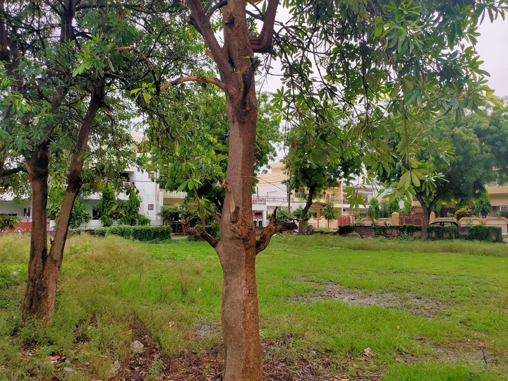 nature