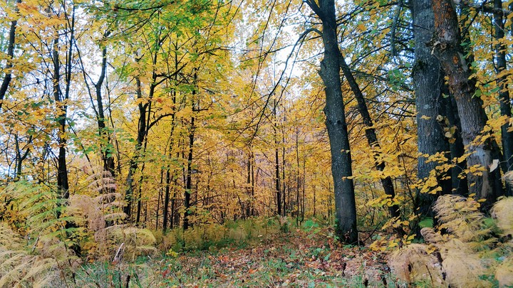 осень