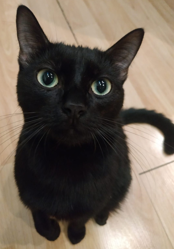 Котенок