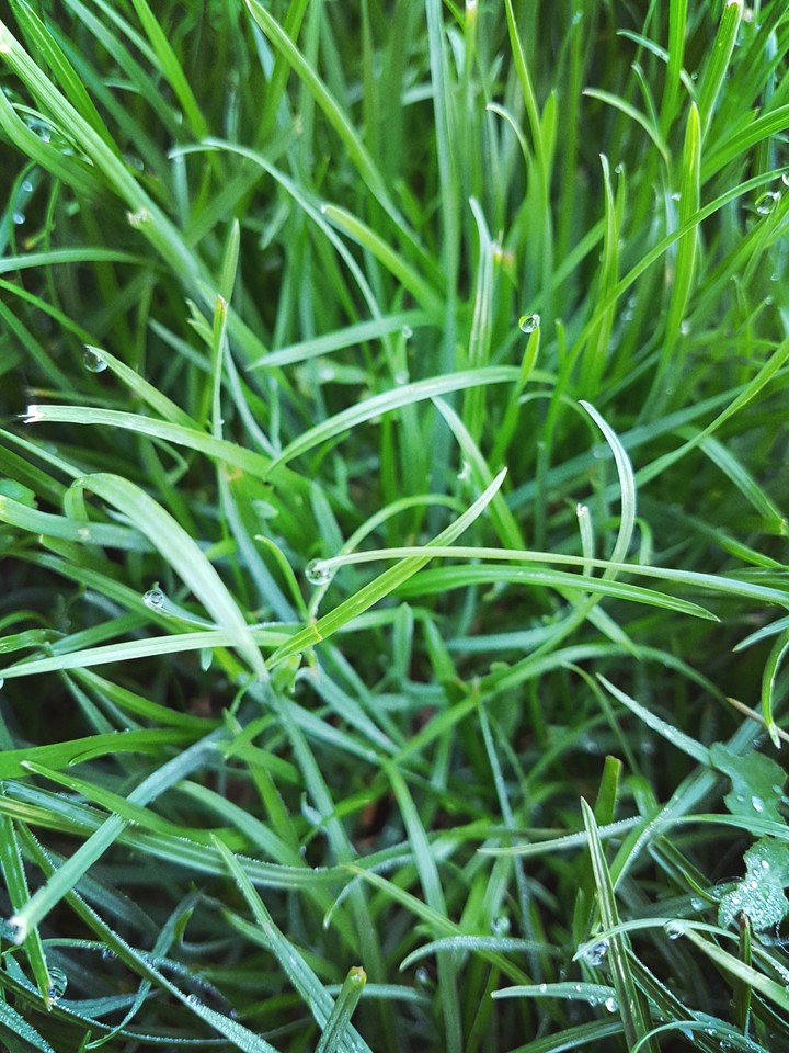 dew