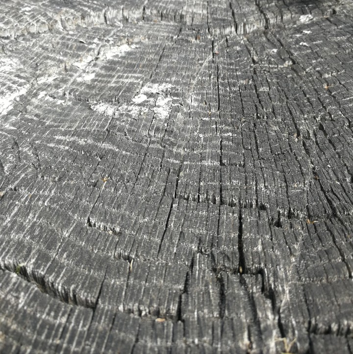 Old tree