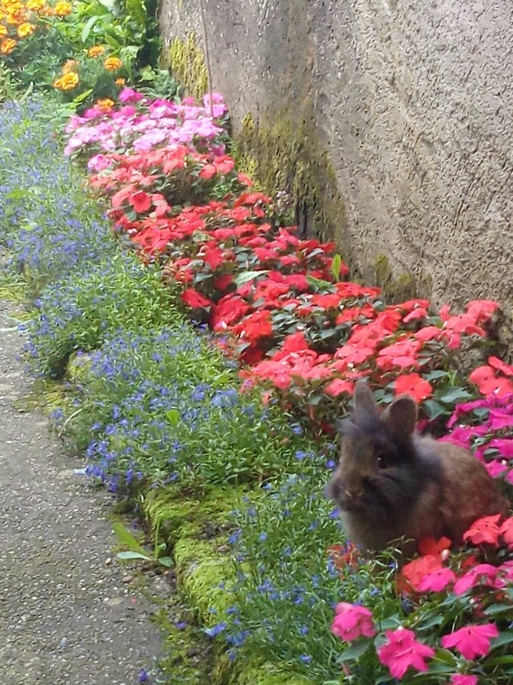 dans mes fleurs