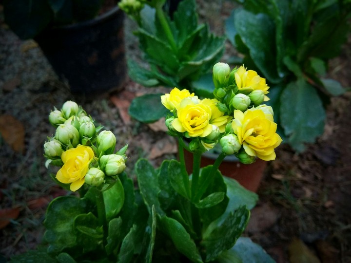 Flowers