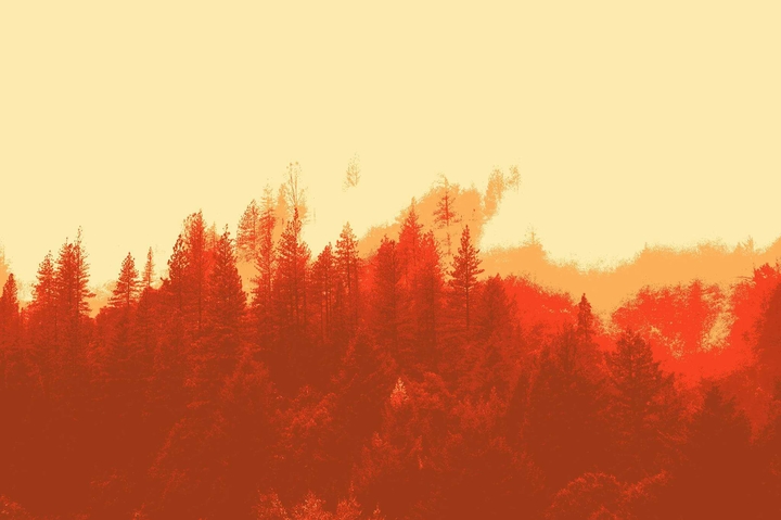 Forest,Red.