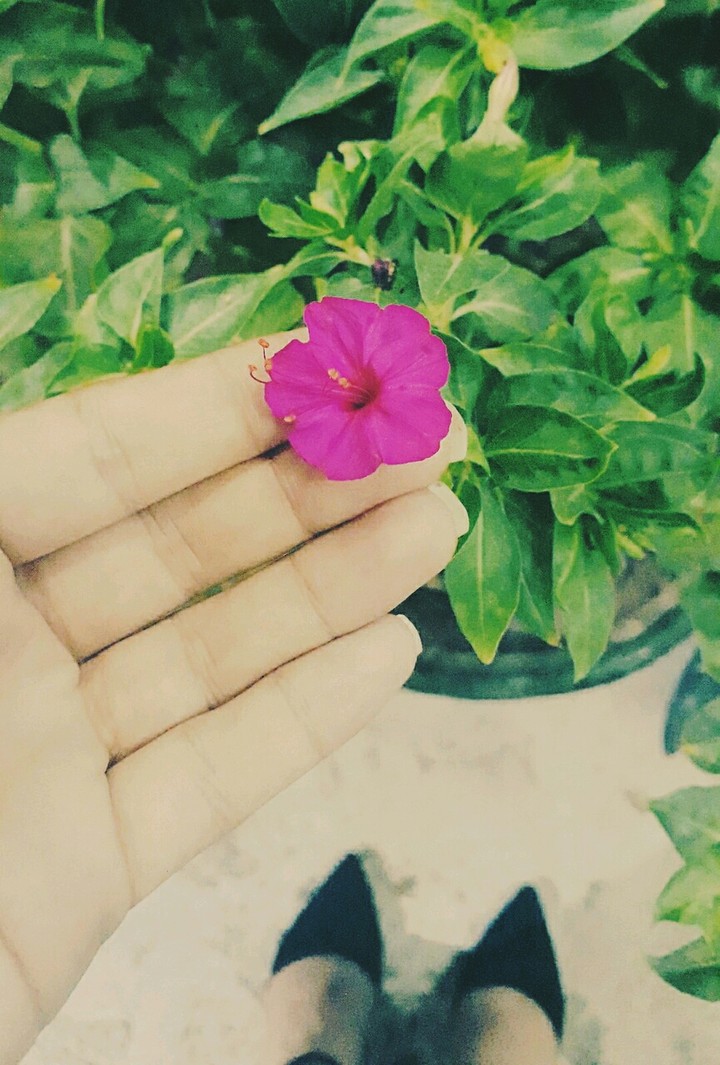 #pink #flower #my #shoes #green