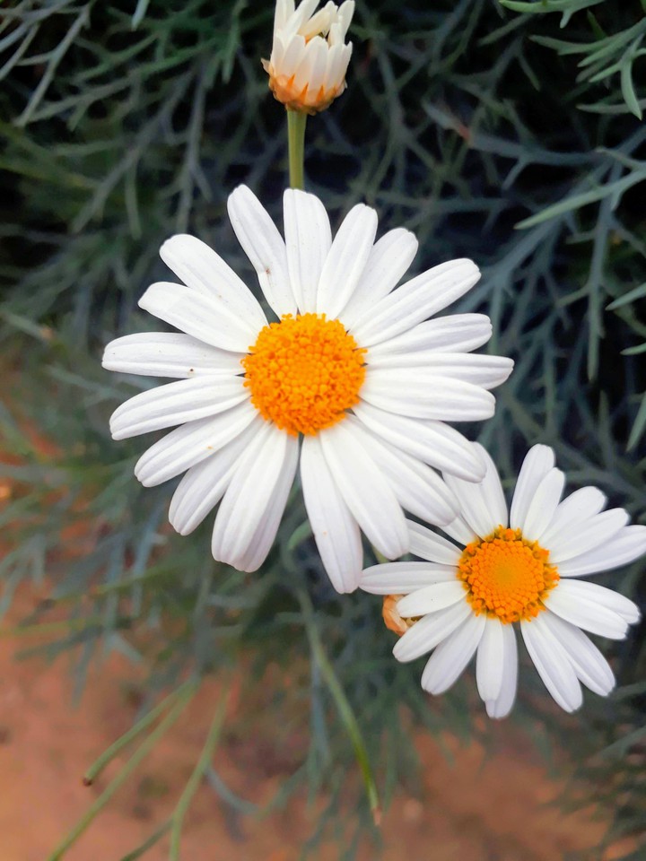 margaridas