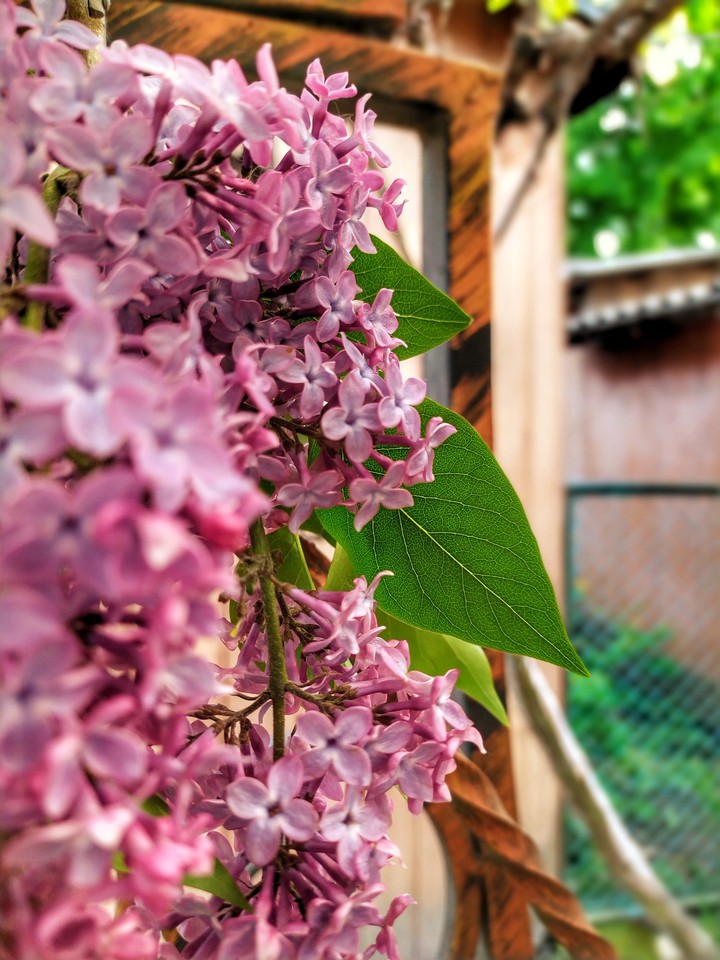 Lilac