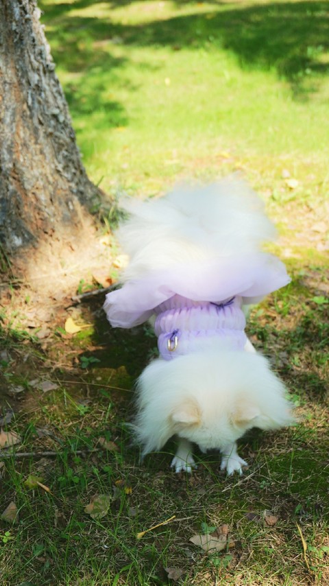 тапети lawn, fur