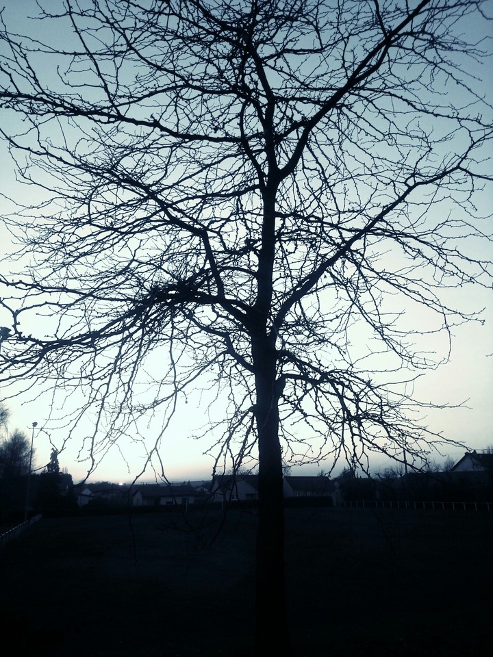 creepy tree
